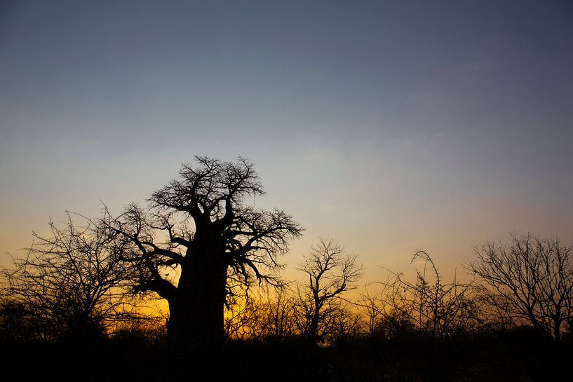Baobab tree in Botswana at sunrise, Africa by Tjeerd Kruse