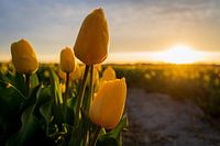 Gele tulpen