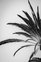 Palmen in Schwarz und Weiß