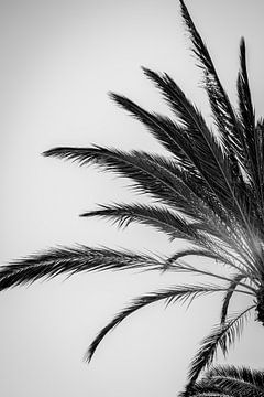 Palmbomen in zwart wit van Kiki Multem
