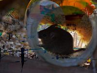 Muis