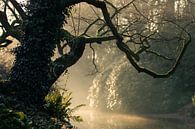 tentacles by Rob Willemsen photography thumbnail