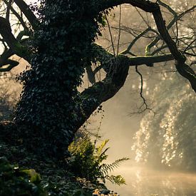 tentacules sur Rob Willemsen photography