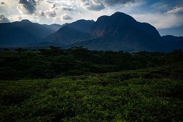 De Bergen van Malawi van Diana Stubbe