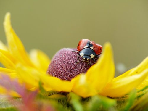 Gele bloem met lieveheersbeestje