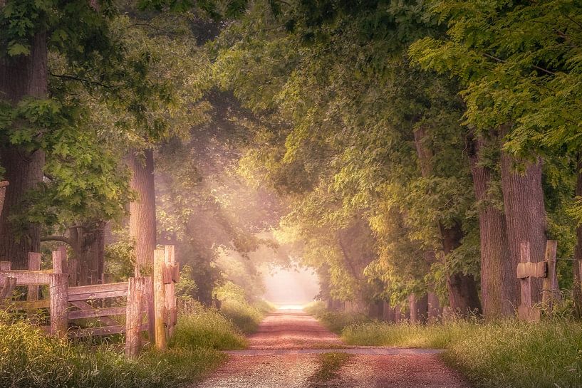 Sfeervol pad met eikenbomen aan het Smeetshof van Peschen Photography