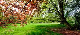 A riot of colour by Sabrina de Vries