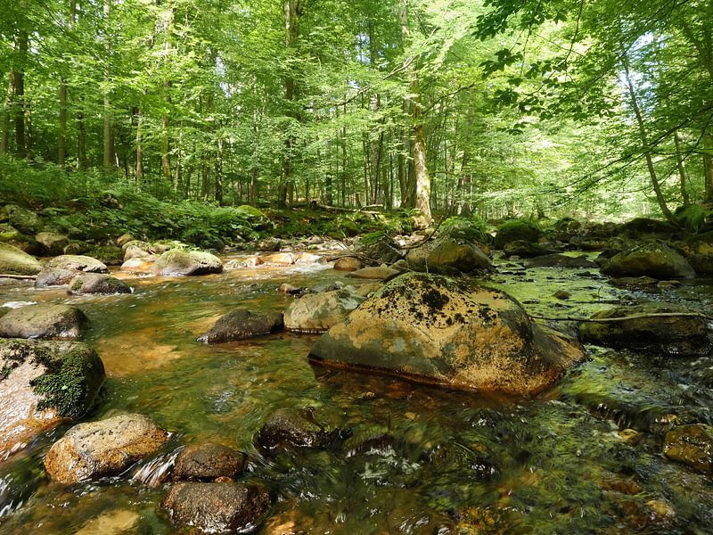 Kalte Bode River in the Harz Mountains by Jörg Hausmann