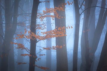 Bäume im Nebel II von Thijs Friederich