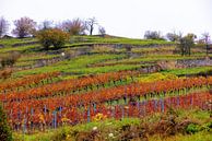 Wijngaard met kleurrijke bladeren in de herfst van Andreas Freund thumbnail