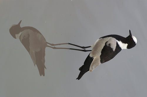 Reflectie van een vogel in water