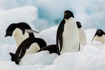 Adelie pinguin Antarctica