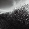 Zwart-wit landschapsfotografie van JBJart Justyna Jaszke