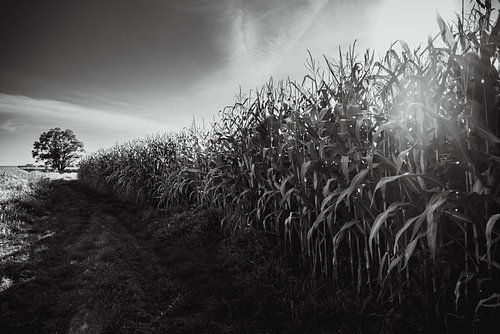 Zwart-wit landschapsfotografie