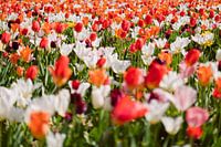 Een kleurrijk tulpenveld in de zon