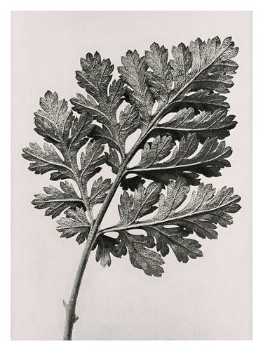 Karl Blossfeldt - Chrysanthemum Parthenium