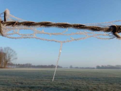 Winterlandschap met rijp