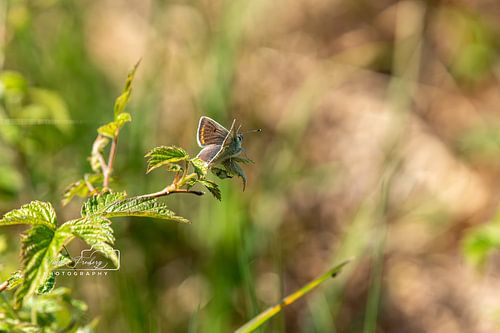 Tendre rencontre - Azuré des paluds dans la lumière du matin