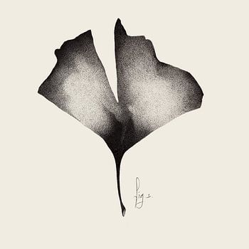 Ginkgoblätter, Natur vor einem dezenten, neutralen Hintergrund