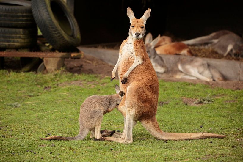 Kangaroo by Frank Smedts