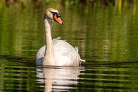 Mute swan