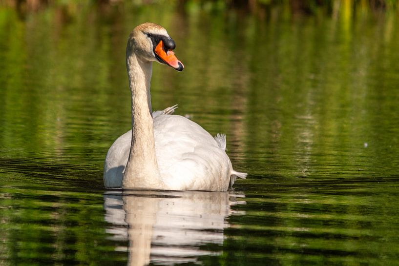 Mute swan by Peter Veerman