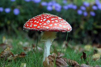 close up of a mushroom