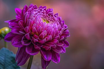 Paarse bloem close-up met zachte achtergrond van Imperial Art House