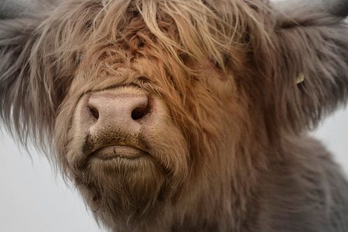 Schotse hooglander kop kalf 2 kleurig