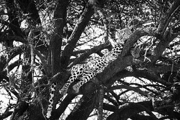 Gardien du Serengeti - Léopard en noir et blanc sur Krijn van der Giessen