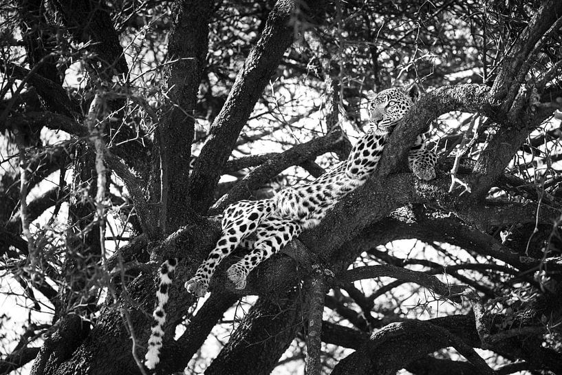 Gardien du Serengeti - Léopard en noir et blanc par Krijn van der Giessen