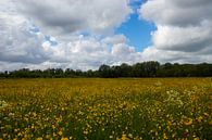 Yellow flower field by Nynke Altenburg thumbnail