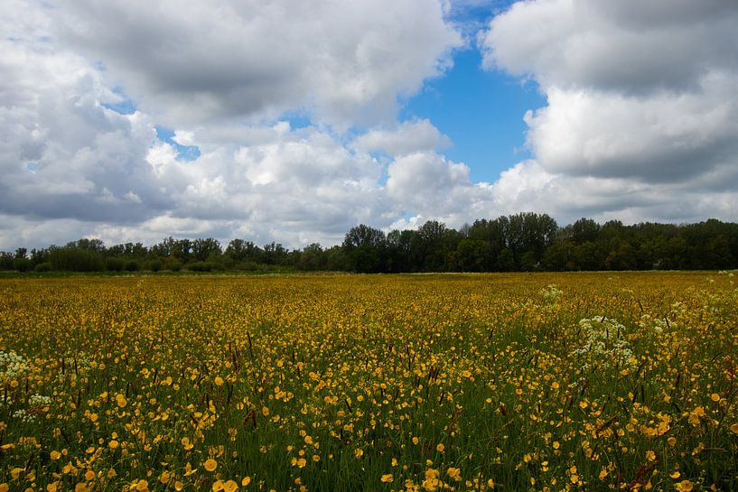 Yellow flower field by Nynke Altenburg
