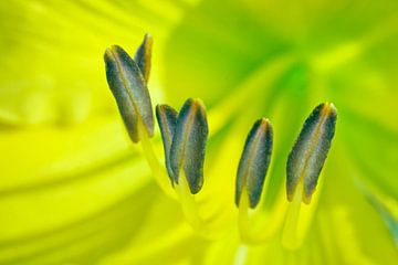 Yellow Lily Stamen III by Iris Holzer Richardson