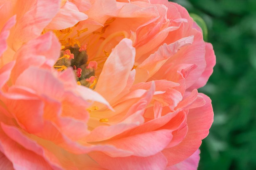 Peony Coral Sunset by Mixed media vector arts