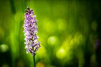 Orchidée