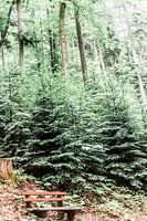 Des nuances de vert dans la Forêt-Noire en Allemagne