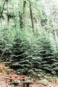 Des nuances de vert dans la Forêt-Noire en Allemagne