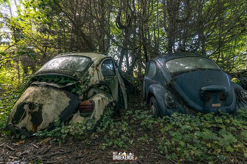 Opgenomen in de bomen.