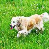 Golden Retriever sur DeVerviers