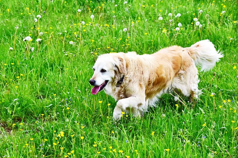Golden Retriever von DeVerviersBelgium