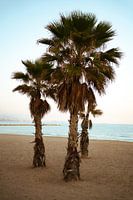 Palmbomen bij zonsondergang - Spanje