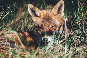 Fox in sunbeams