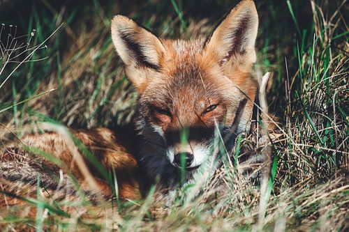 Fox in sunbeams