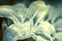 lily