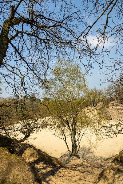 Dunes de Drunen près de Giersbergen 5 par Carin IJpelaar