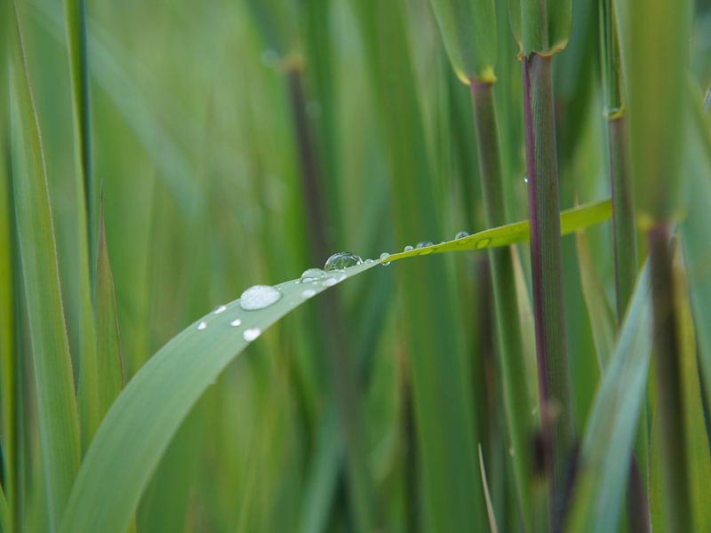 goutte d'eau par Madeltijntje