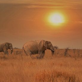 olifanten in zonsondergang zuid afrika van Linda Manzaneque