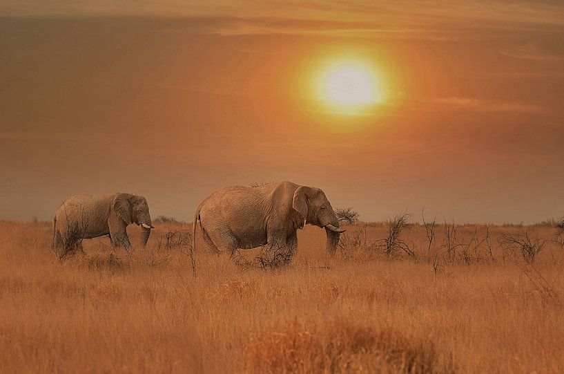 olifanten in zonsondergang zuid afrika van Linda Manzaneque