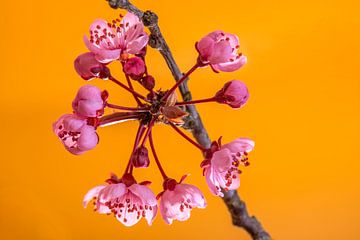 Lente kriebels van Jolanda de Jong-Jansen